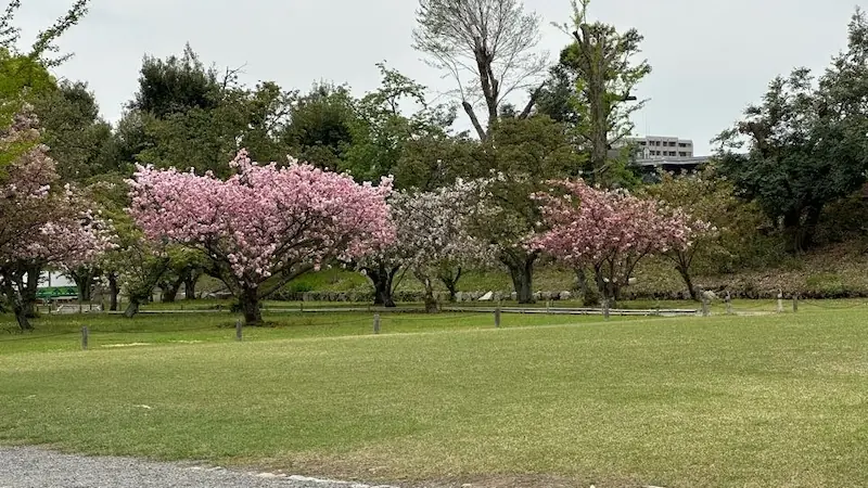 二条城 桜の園