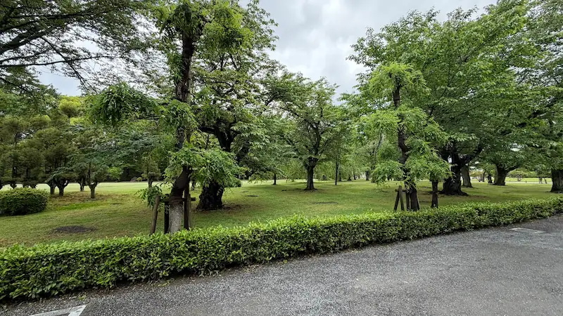 京都　二条城　枝垂れ槐