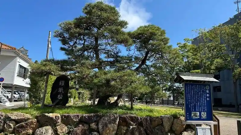 Yoroi-Kake Pine of Ieyasu