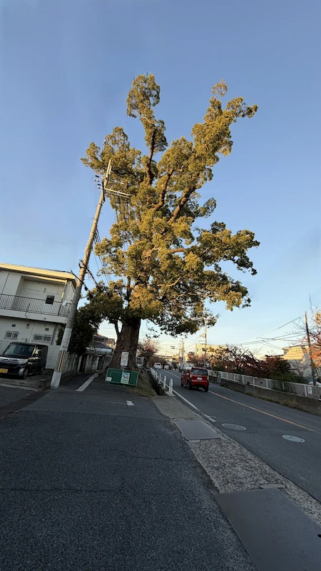 大職冠（だいしょくのかん）のクスノキ