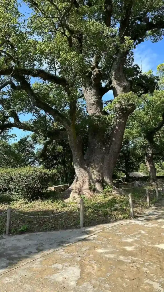 和歌山城 表坂のクスノキ