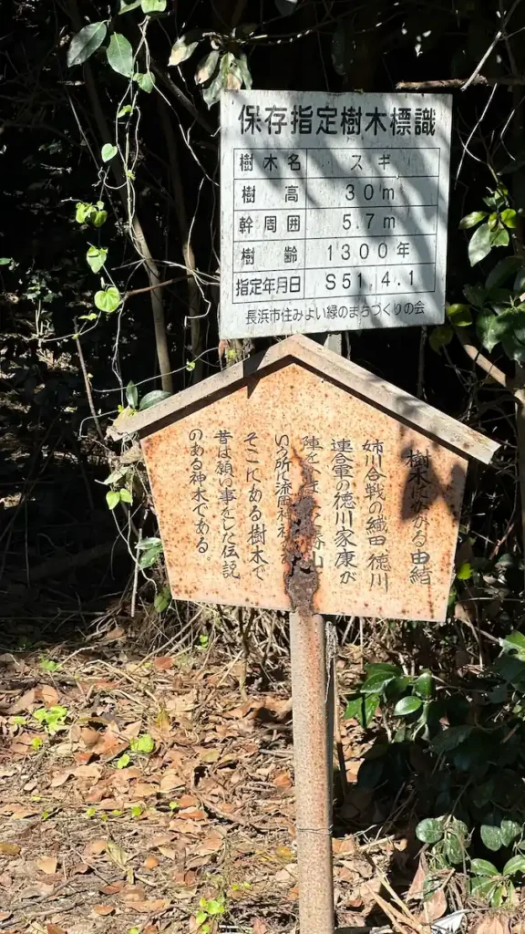 長浜市保存指定樹木の標識——流岡神社の大杉の計測データと保存指定の経緯