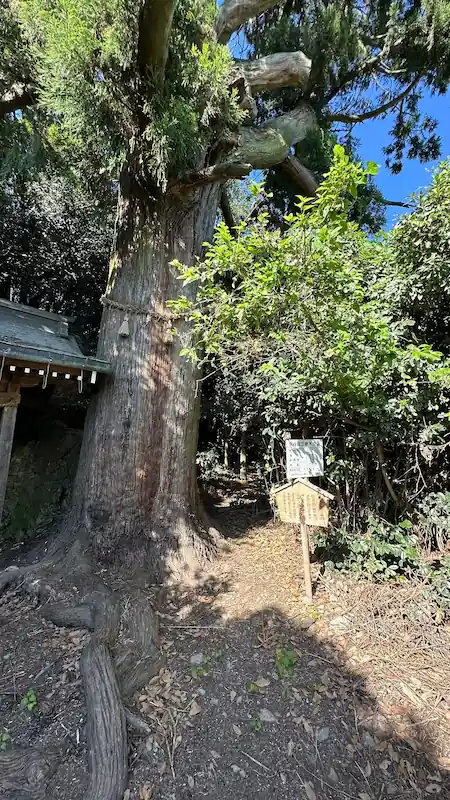 流岡神社の樹齢1300年の大杉——樹高30m・幹周囲5.7m・長浜市保存指定樹木