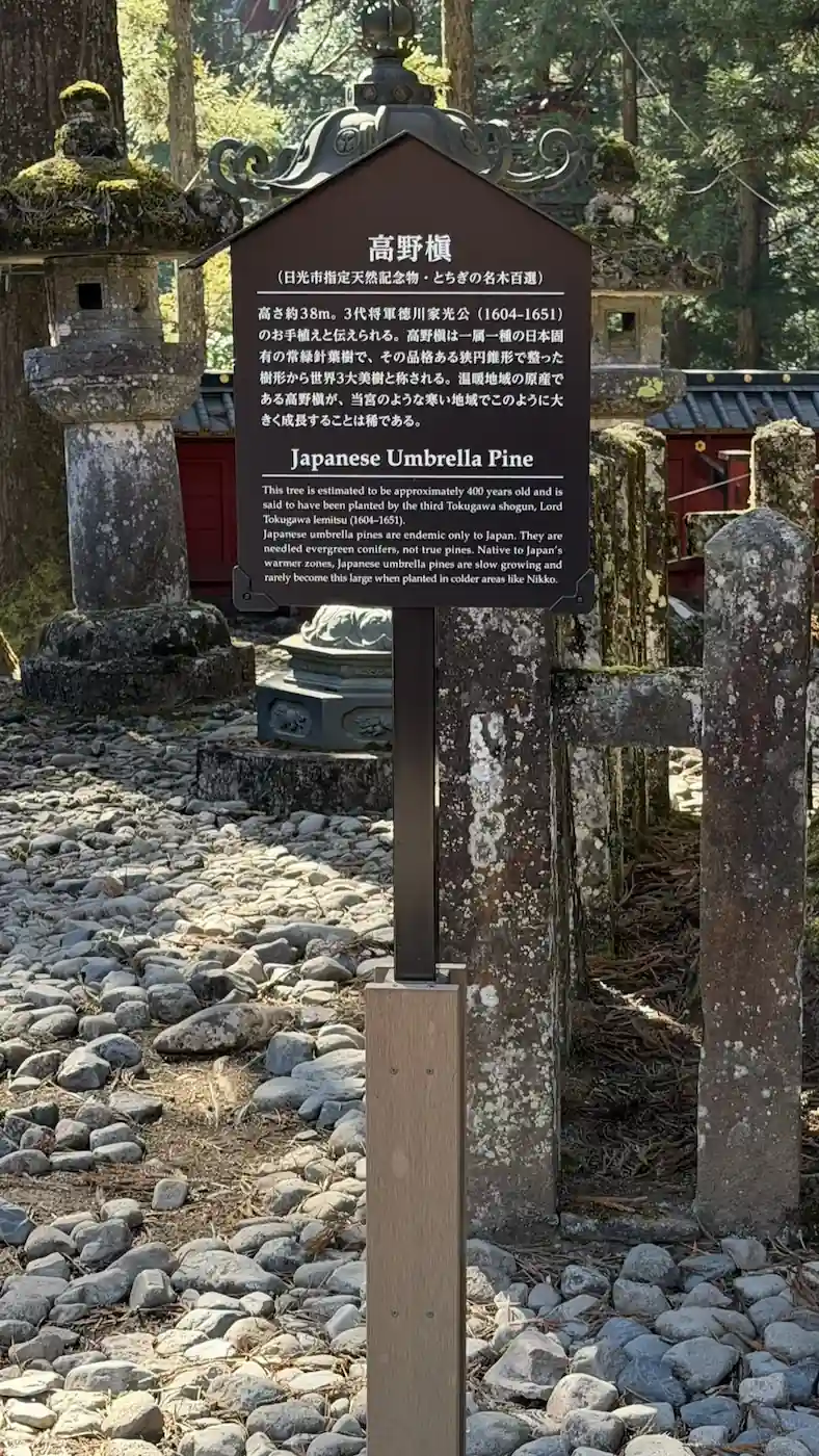 日光東照宮 高野槙の看板