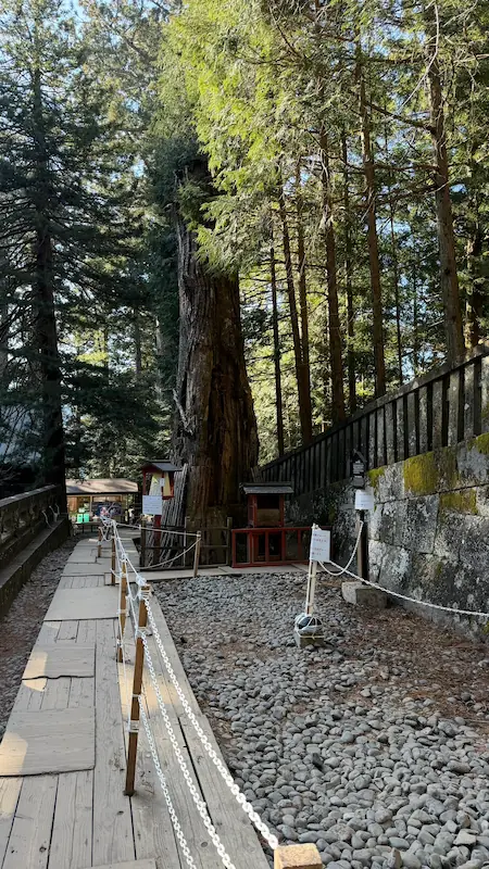 日光東照宮 叶杉（奥宮宝塔周辺・祈りの対象）