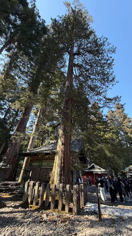 日光東照宮 高野槙（日光市指定天然記念物・家光お手植えと伝わる）