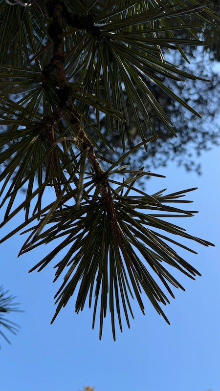 日光東照宮 高野槙の葉（一属一種の日本固有の常緑針葉樹）
