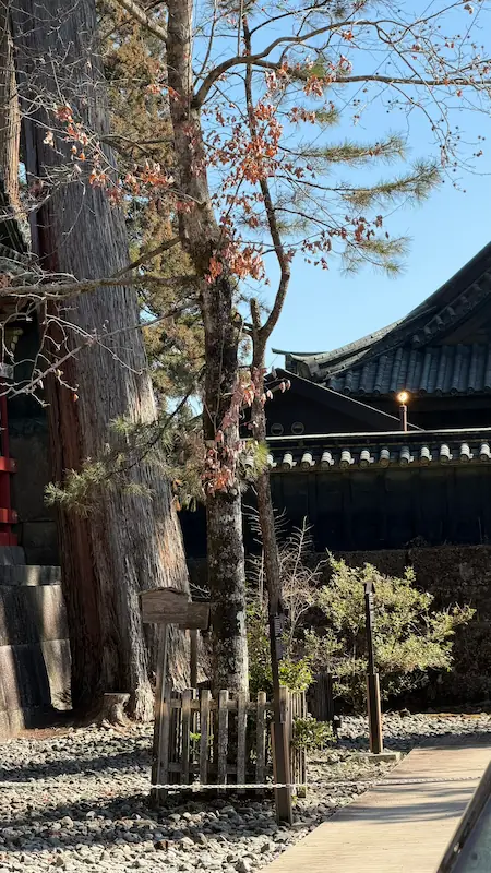 日光東照宮 お手植えの松（遠景から確認する対象）