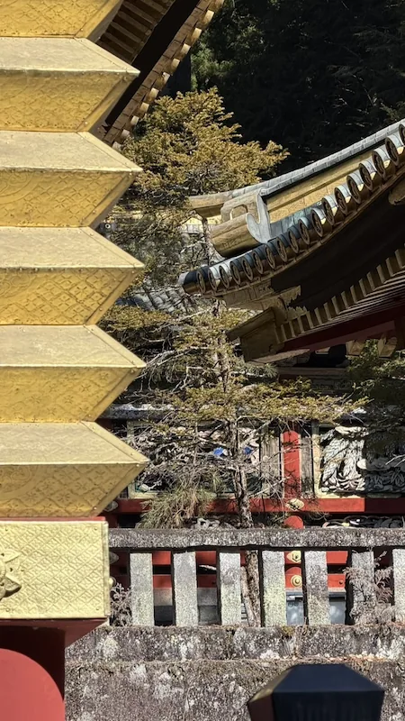 日光東照宮 お手植えの松（別角度）