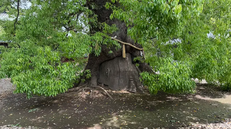 The sacred camphor tree within the grounds of Ueno Toshogu Shrine. A massive tree wrapped with a shimenawa rope.