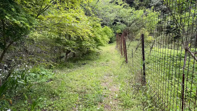 The narrow path immediately after entering the Thirteen Buddhas Pilgrimage Route. This section still felt safe.