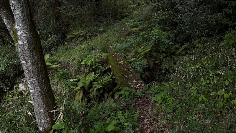 This part was still fine, but beyond here the line that looked like a trail began to disappear