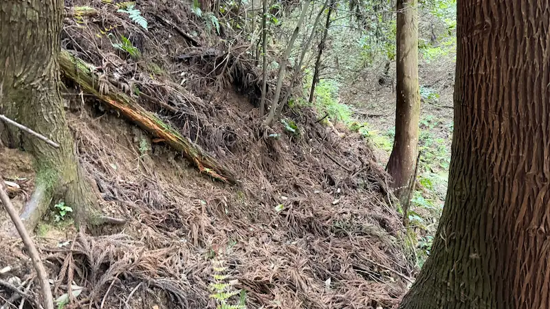 The slope seen after leaving the route. A damp incline of roughly 45 degrees