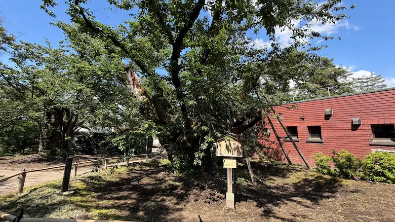 Japan's largest-girth Somei Yoshino cherry tree (trunk circumference 5.82m) (May 2026)