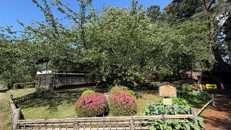 Oldest Somei Yoshino cherry tree, Aomori Prefecture Natural Monument (May 2026)