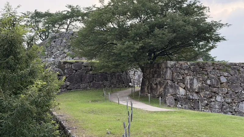 A large tree along the path beside the stone walls at Minami-Ninomaru, conveying both the quiet atmosphere and the scale of the stonework.