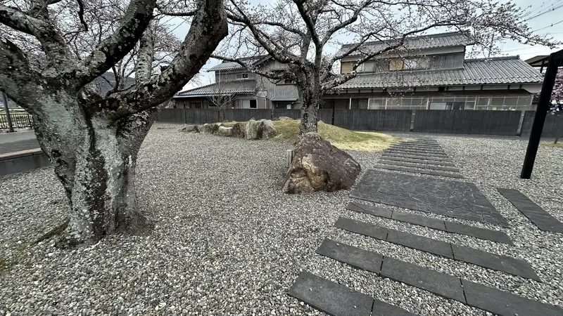 A large cherry tree and remaining stonework at the Seminario Historic Site Park, with a stepping-stone path crossing the grounds.
