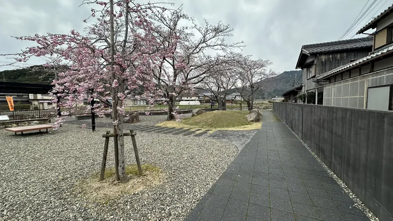 A cherry-blossom-lined path through the Seminario Historic Site Park, a narrow strip of park running alongside a residential street.