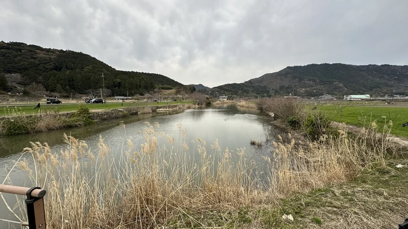 Reeds growing along the outer moat remains at Azuchi Castle, with a narrow stretch of water running between fields and the foot of the hills.