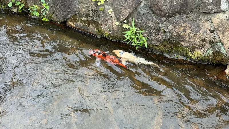 Carp swimming in the water channel beside the Takeda Teramachi street.