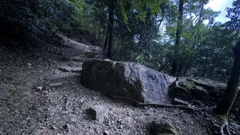 The trail to Takeda Castle Ruins passing through forest, with exposed rock and soil underfoot and stonework visible nearby.