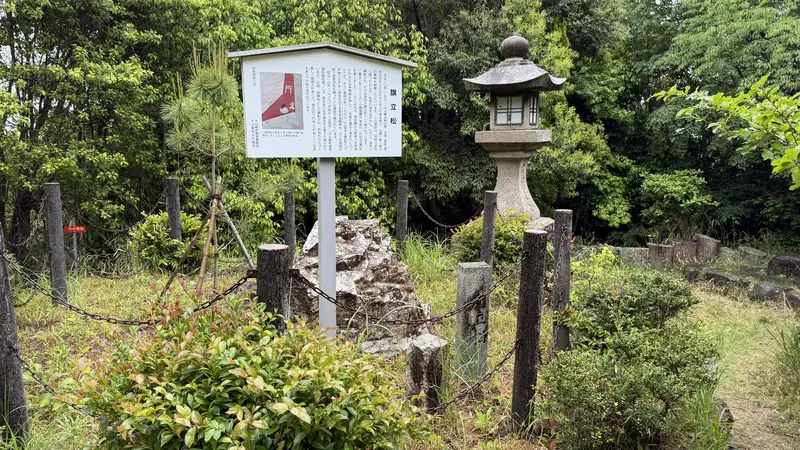 The current Hatatatematsu Pine
