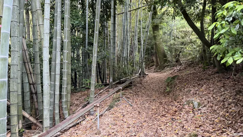 A stand of bamboo along the trail
