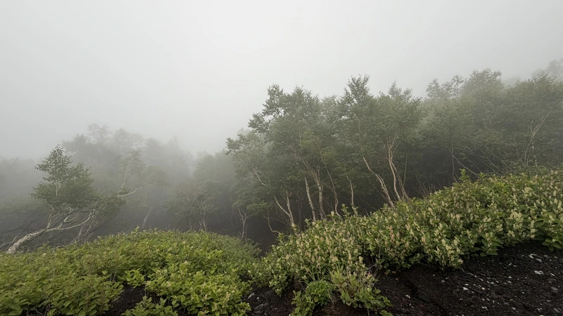 低木の間を進む霧の登山道