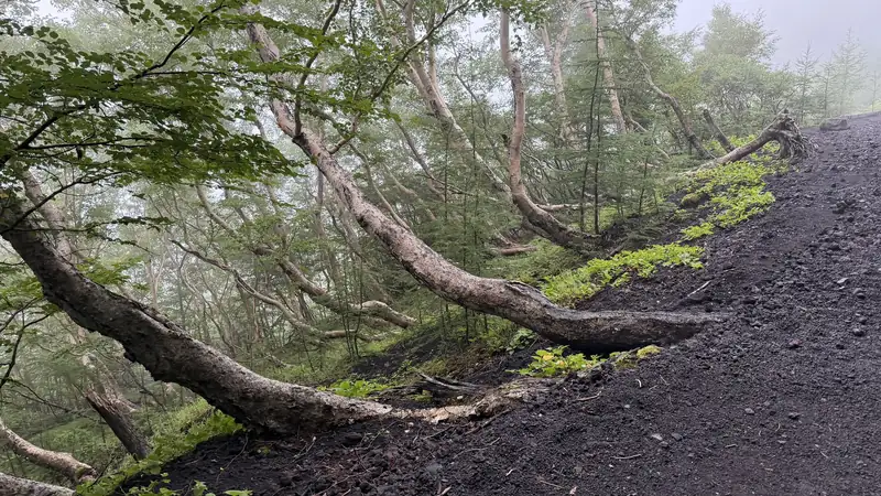 カラマツ林の奥へ続く登山道