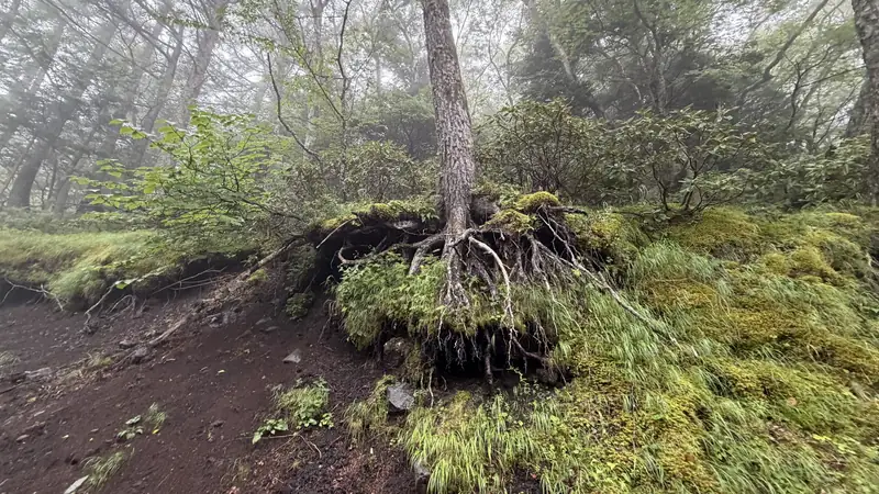 苔に覆われた倒木の根株
