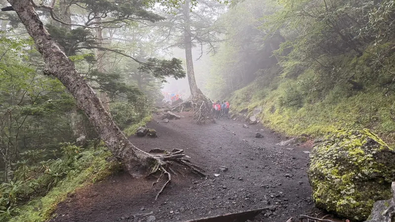 登山道を横切る露出した樹木の根