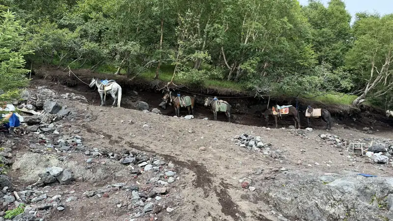下山道脇で休む荷運び用の馬