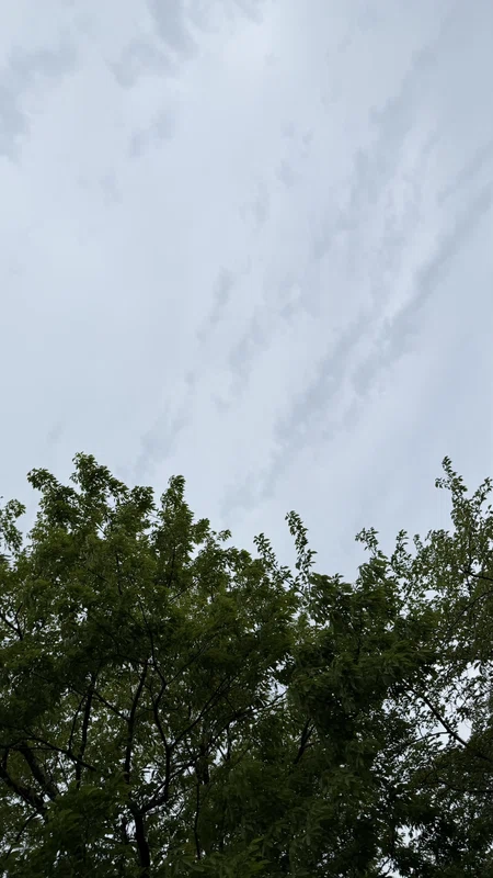 An overcast sky above the trail's tree canopy