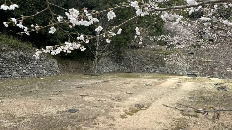 The residence ruins traditionally attributed to Hideyoshi seen through cherry blossoms, with stone walls surrounding the flat terrace.