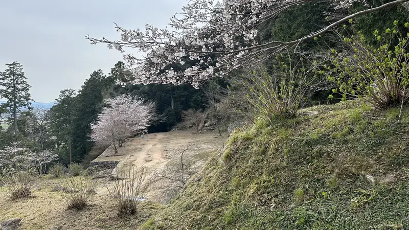 Terraces and stone walls following the slope at the residence ruins traditionally attributed to Hideyoshi, with cherry blossoms in bloom.