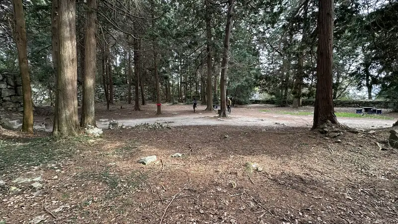 Flat ground at Azuchi Castle's Honmaru ruins, surrounded by a cedar grove, with pillar bases visible scattered across the surface.