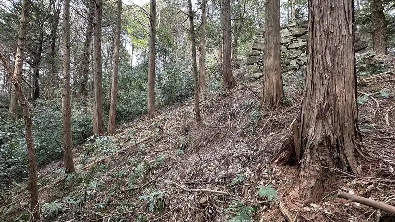 Cedar forest around the traditional Oda Nobuzumi mansion site. A section of stone wall remains on the slope.