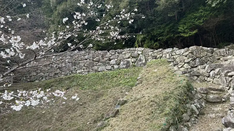 Stone walls along Otemichi viewed through cherry blossoms, with the long stone retaining walls following the slope.
