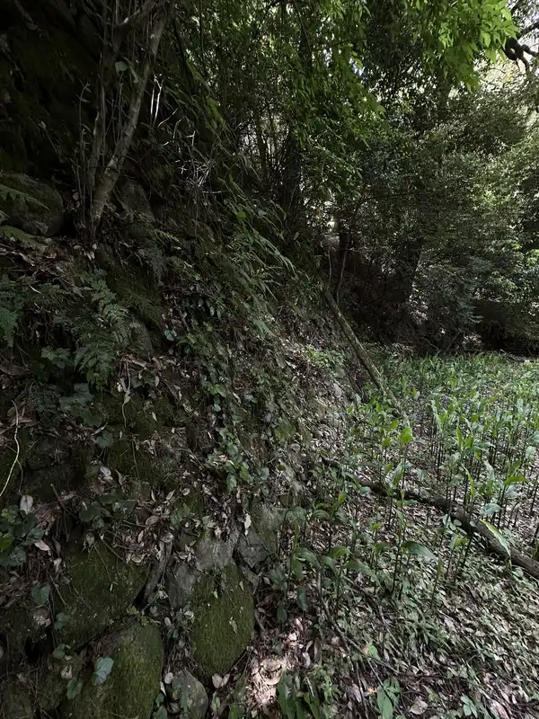 Stonework remaining in a shaded grove near the residence ruins attributed to Takei Sekian, following the slope.