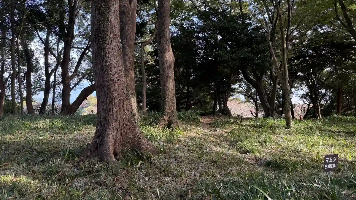 Park path leading back from the well enclosure to the second enclosure