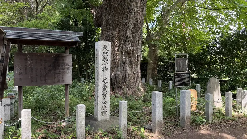 Great ginkgo and natural monument marker at Shiba Toshogu