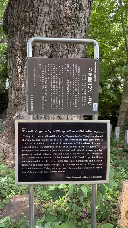 Tokyo education board sign explaining Shiba Toshogu's ginkgo