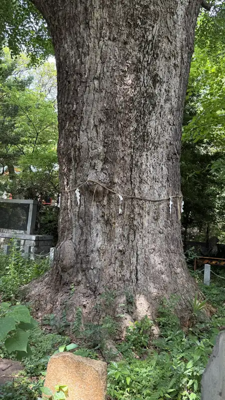 Thick, sacred-rope-wrapped trunk of Shiba Toshogu's great ginkgo