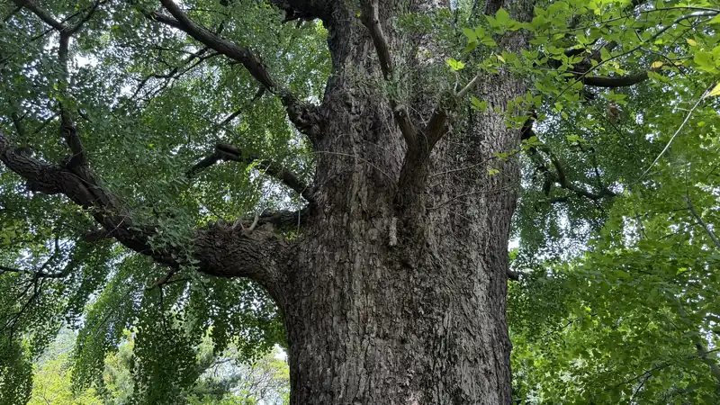 Crown of Shiba Toshogu's great ginkgo viewed from the base