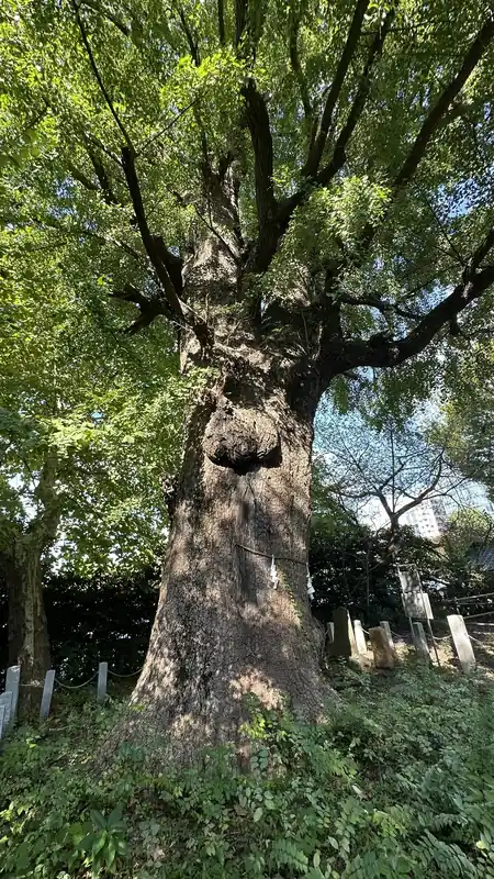 Thick trunk and spreading branches of Shiba Toshogu's great ginkgo