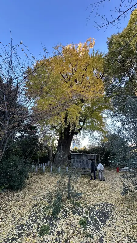 Looking up at Shiba Toshogu's golden autumn ginkgo