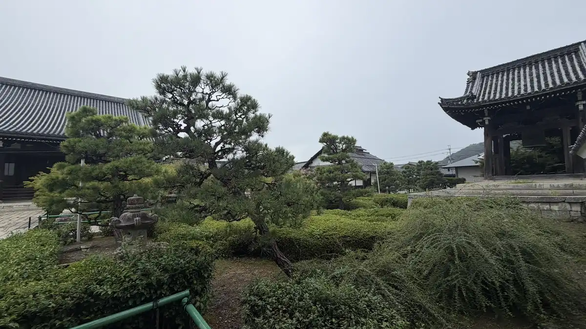 西光寺境内の松と刈り込まれた植栽