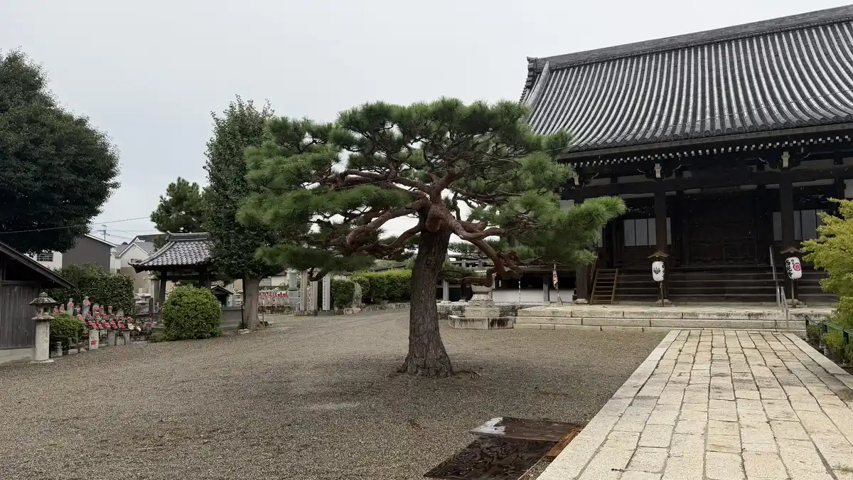 西光寺境内の大きな松と本堂
