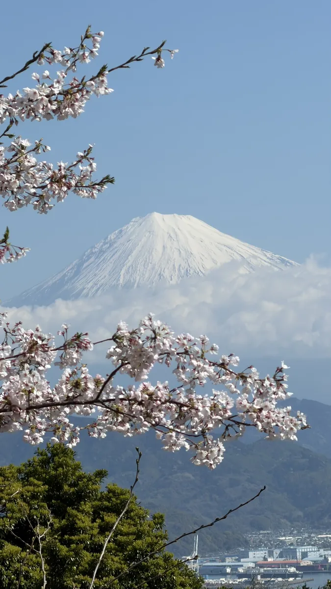 Snow-capped Mount Fuji photographed through cherry branches at Nihondaira
