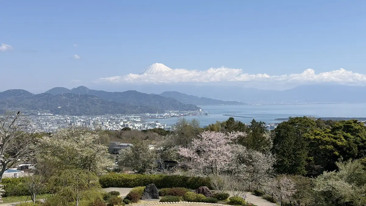 Mount Fuji and Shimizu Port seen from the Nihondaira viewpoint, with spring blossom in the foreground